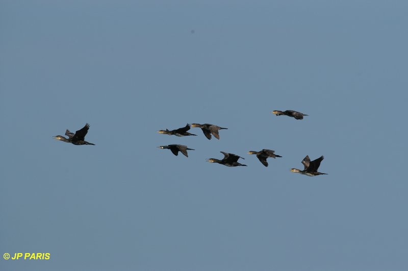 Grand Cormoran